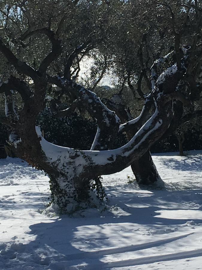Appartement Il Poggio Degli Ulivi à Trevignano Romano Extérieur photo