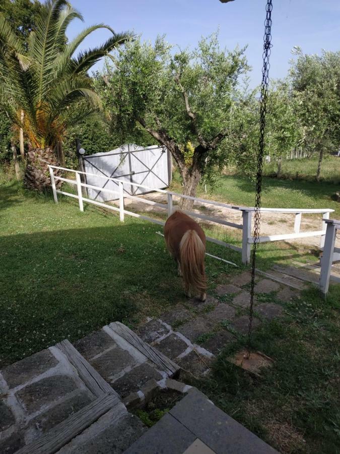 Appartement Il Poggio Degli Ulivi à Trevignano Romano Extérieur photo