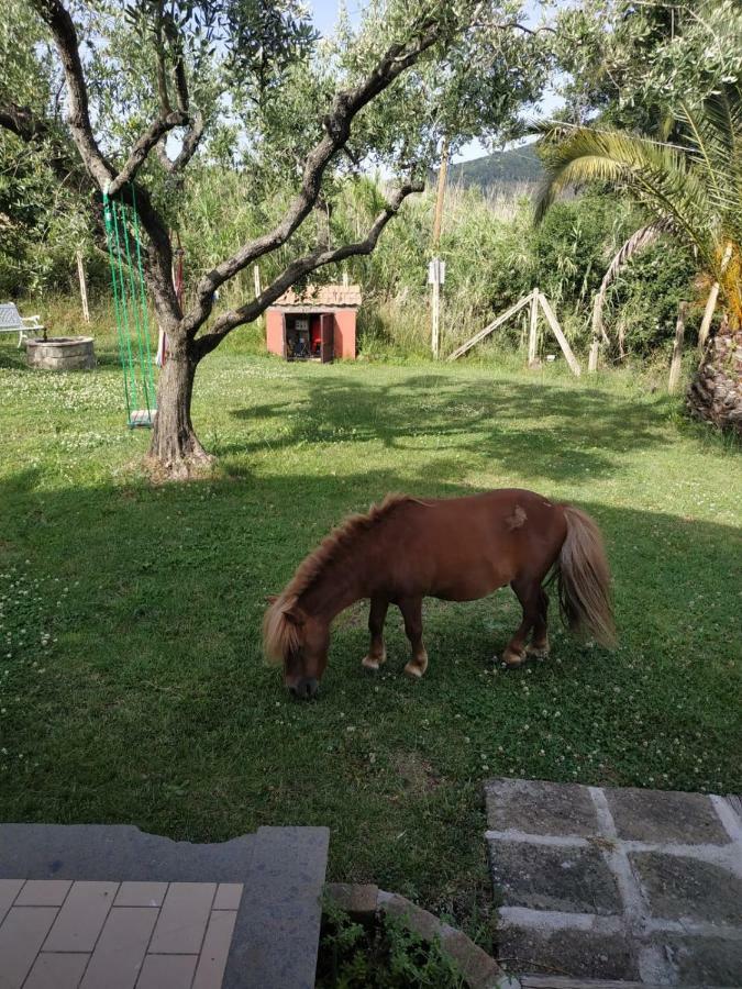 Appartement Il Poggio Degli Ulivi à Trevignano Romano Extérieur photo
